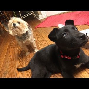 Meet your Posher, Elliott